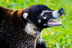 Coati